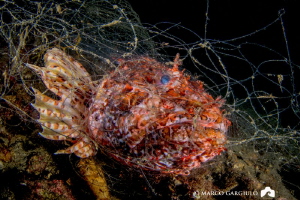 Scorpaena in the abandoned fishing net by Marco Gargiulo 